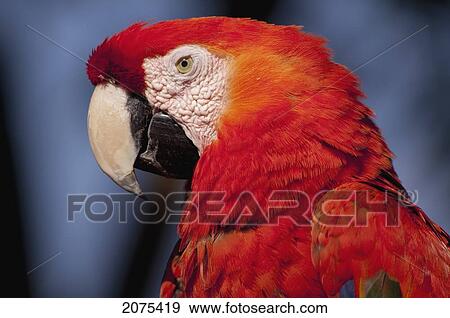 Red Macaw; Antigua Guatemala View Large Photo Image Stock Photo - Red Macaw; Antigua Guatemala. Fotosearch