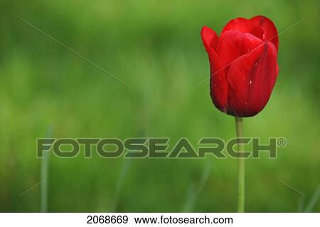 Red Tulip Against Bed Of Green Grass; Troutdale Oregon United States Of America View Large Photo Image Stock Photo - Red Tulip Against Bed Of Green Grass; Troutdale Oregon United States Of America. Fotosearch