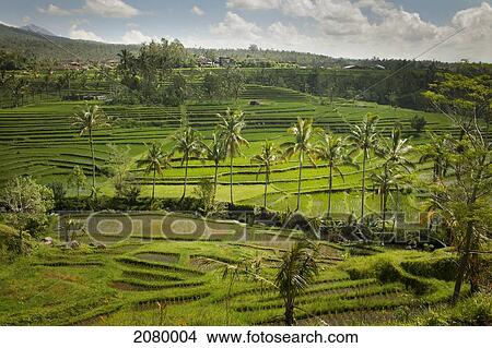 Picture - Rice fields; jatiluwih bali indonesia. Fotosearch