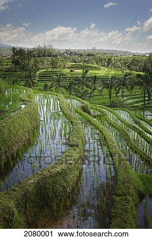 Stock Image - Rice fields; jatiluwih bali indonesia. Fotosearch