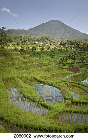 Stock Image - Rice fields; jatiluwih bali indonesia. Fotosearch