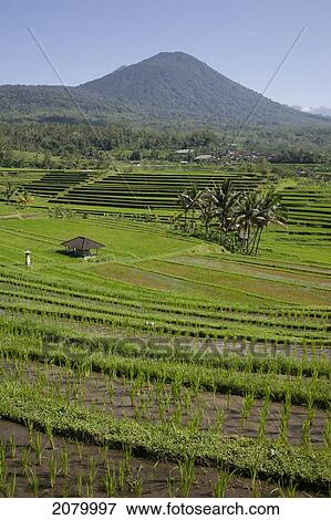 Rice fields; jatiluwih bali indonesia View Large Photo Image Stock Photo - Rice fields; jatiluwih bali indonesia. Fotosearch