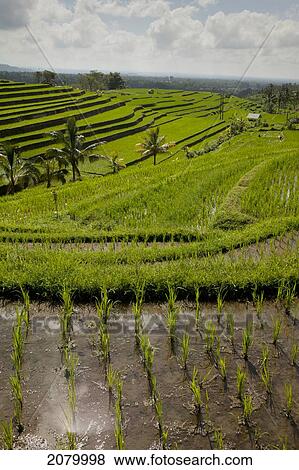 Stock Photo - Rice fields; jatiluwih bali indonesia. Fotosearch