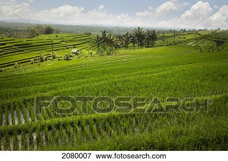 Rice fields; jatiluwih bali indonesia View Large Photo Image Stock Photo - Rice fields; jatiluwih bali indonesia. Fotosearch