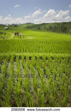 Stock Photograph - Rice fields; jatiluwih bali indonesia. Fotosearch
