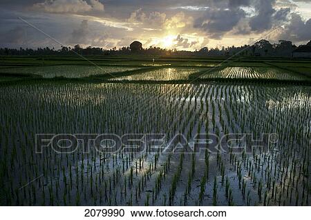Stock Image - Rice fields near ubud; bali indonesia. Fotosearch