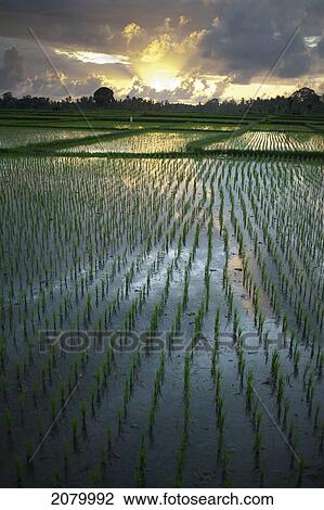 Stock Image - Rice fields near ubud; bali indonesia. Fotosearch