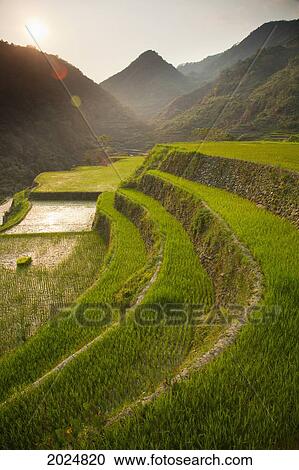 Stock Image - Rice Terraces; Bangaan Northern Luzon Philippines. Fotosearch