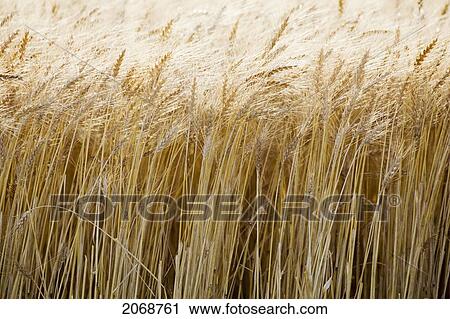 Ripe Wheat Stocks; Thunder Bay Ontario Canada View Large Photo Image Stock Image - Ripe Wheat Stocks; Thunder Bay Ontario Canada. Fotosearch