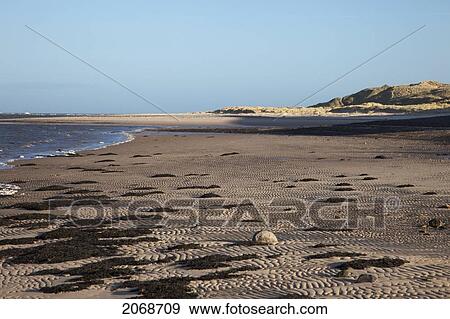 Stock Photo - Ripples In The Sand And Seaweed On The Beach Along The Coast At Budle Bay; Northumberland England. Fotosearch