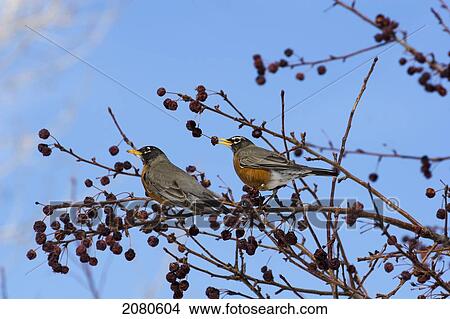 Robins sitting on apple tree branches with dried apples one in it's beak and blue sky in the background; calgary alberta canada View Large Photo Image Picture - Robins sitting on apple tree branches with dried apples one in it's beak and blue sky in the background; calgary alberta canada. Fotosearch