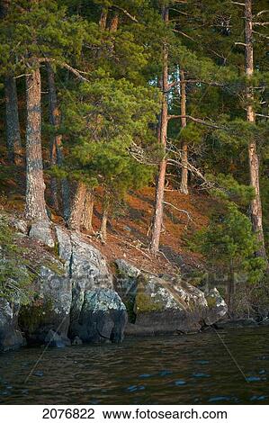 Rock and trees along the shoreline; lake of the woods ontario canada View Large Photo Image Stock Image - Rock and trees along the shoreline; lake of the woods ontario canada. Fotosearch