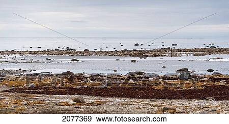 Rocks along the shore of the hudson bay; churchill manitoba canada View Large Photo Image Stock Photo - Rocks along the shore of the hudson bay; churchill manitoba canada. Fotosearch