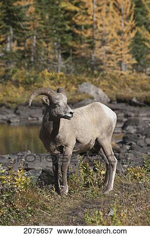 Stock Photo - Rocky Mountain Bighorn Sheep (Ovis Canadensis) Standing On A Trail In A Mountain Meadow With Pond And Golden Larch Trees In The Fall; Alberta Canada. Fotosearch