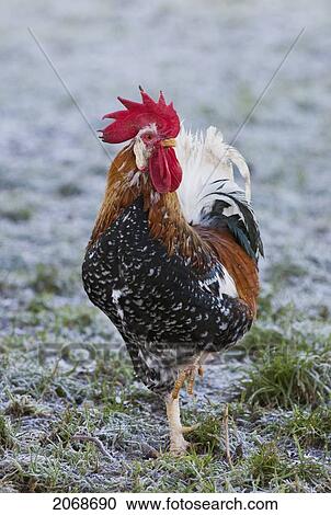 Rooster (Gallus Gallus); Northumberland England View Large Photo Image Stock Image - Rooster (Gallus Gallus); Northumberland England. Fotosearch