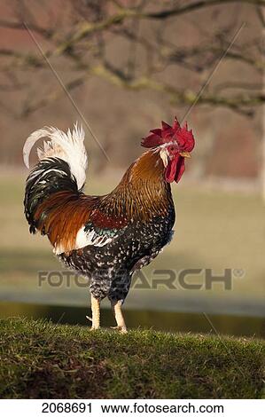 Rooster (Gallus Gallus); Northumberland England View Large Photo Image Stock Image - Rooster (Gallus Gallus); Northumberland England. Fotosearch
