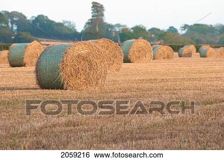 Stock Photograph - Round Hay Bales In A Field; Ireland. Fotosearch