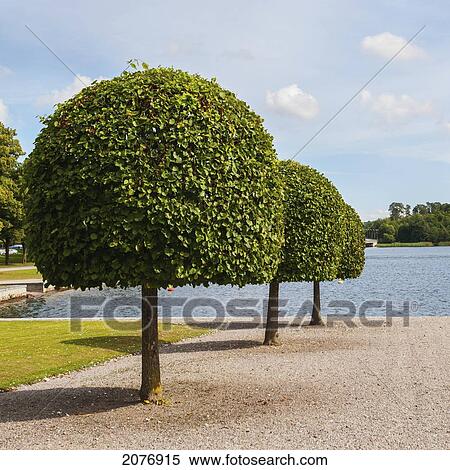Stock Photography - Rounded trees in a row along the water's edge at drottningholm palace; stockholm sweden. Fotosearch