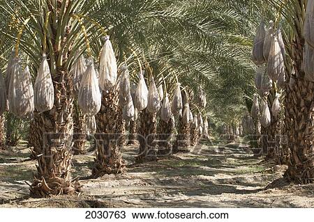 Rows Of Date Trees With Covered Sacks On Date Clusters; Palm Springs California United States Of America View Large Photo Image Stock Image - Rows Of Date Trees With Covered Sacks On Date Clusters; Palm Springs California United States Of America. Fotosearch