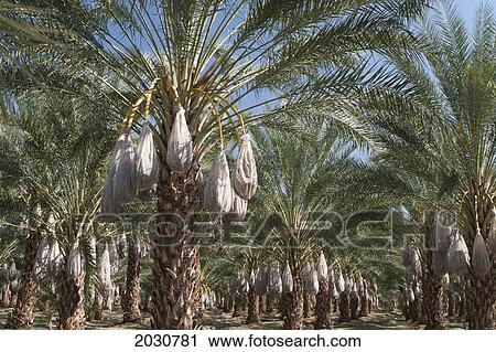 Rows Of Date Trees With Covered Sacks On Date Clusters; Palm Springs California United States Of America View Large Photo Image Stock Image - Rows Of Date Trees With Covered Sacks On Date Clusters; Palm Springs California United States Of America. Fotosearch