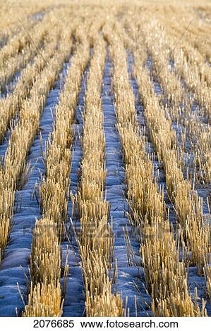 Rows of grain stubble in the winter; high river alberta canada View Large Photo Image Stock Photography - Rows of grain stubble in the winter; high river alberta canada. Fotosearch