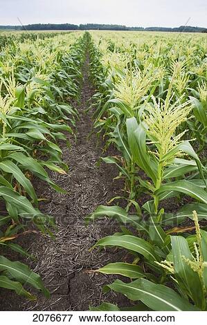 Stock Photo - Rows of young corn plants; port colborne ontario canada. Fotosearch