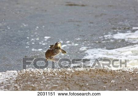 Stock Image - Salmon Leaping In The Water; Scottish Borders Scotland. Fotosearch