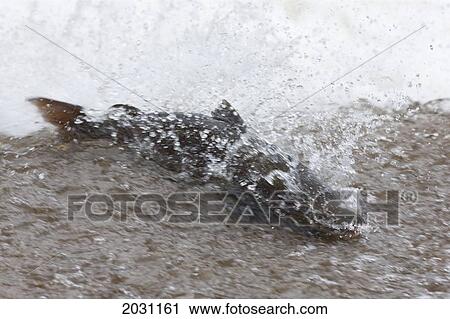 Stock Image - Salmon Swimming Upstream; Scottish Borders Scotland. Fotosearch