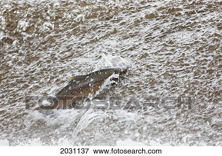Stock Photo - Salmon Swimming Upstream; Scottish Borders Scotland. Fotosearch