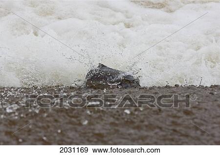 Stock Photo - Salmon Swimming Upstream; Scottish Borders Scotland. Fotosearch