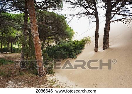 Sand drifting up onto tree trunks at punta paloma; tarifa cadiz andalusia spain View Large Photo Image Stock Photograph - Sand drifting up onto tree trunks at punta paloma; tarifa cadiz andalusia spain. Fotosearch