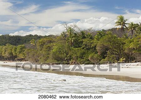 Santa teresa beach near mal pais (malpais) on the nicoya peninsula; puntarenas province costa rica View Large Photo Image Stock Image - Santa teresa beach near mal pais (malpais) on the nicoya peninsula; puntarenas province costa rica. Fotosearch