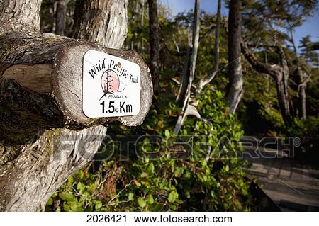 Stock Image - Scenery Along The Beautiful Wild Pacific Trail In Ucluelet On Vancouver Island; Ucluelet British Columbia Canada. Fotosearch