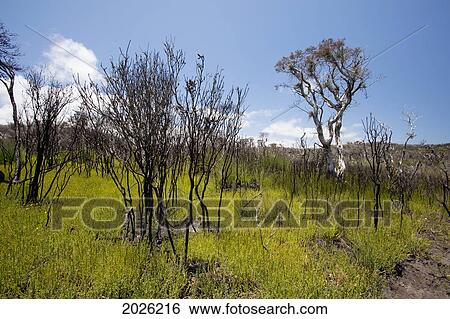 Scrubby Bush Near Denmark; Western Australia Australia View Large Photo Image Stock Photograph - Scrubby Bush Near Denmark; Western Australia Australia. Fotosearch