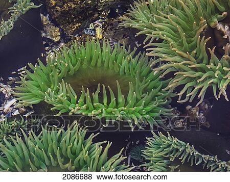 Stock Photo - Sea anenome; vancouver island british columbia canada. Fotosearch