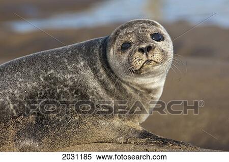 Sea Lion (Otariidae); Holy Island Northumberland England View Large Photo Image Stock Photography - Sea Lion (Otariidae); Holy Island Northumberland England. Fotosearch