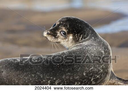 Sea Lion (Pinnipeds); Holy Island Northumberland England View Large Photo Image Picture - Sea Lion (Pinnipeds); Holy Island Northumberland England. Fotosearch