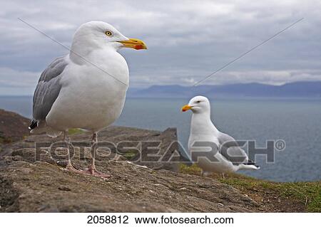 Stock Image - Seagulls On Slea Head On The Dingle Peninsula; County Kerry Munster Ireland. Fotosearch