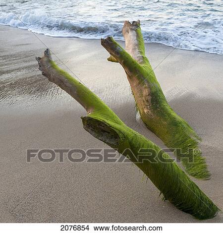 Seaweed covering driftwood on the beach; sayulita mexico View Large Photo Image Picture - Seaweed covering driftwood on the beach; sayulita mexico. Fotosearch