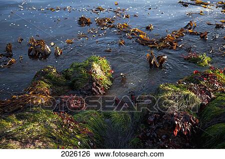 Stock Photograph - Seaweed In The Water At Ucluth Beach At Wya Point Near Ucluelet On Vancouver Island; British Columbia Canada. Fotosearch