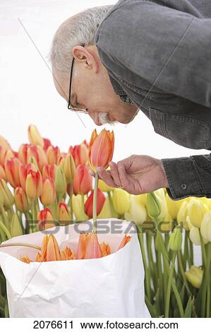 Senior man smelling tulips; troutdale oregon united states of america View Large Photo Image Stock Image - Senior man smelling tulips; troutdale oregon united states of america. Fotosearch