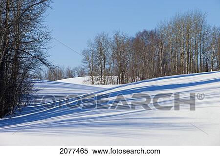 Shadows of trees cast on the snow; parkland county alberta canada View Large Photo Image Stock Photography - Shadows of trees cast on the snow; parkland county alberta canada. Fotosearch
