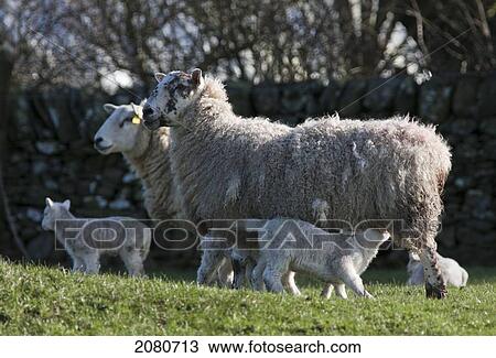 Sheep and nursing lambs on a grass field; dumfries scotland View Large Photo Image Stock Image - Sheep and nursing lambs on a grass field; dumfries scotland. Fotosearch
