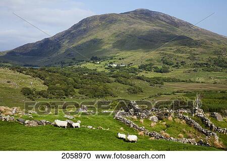 Stock Image - Sheep Grazing In A Field Near Blackwater; County Kerry Ireland. Fotosearch