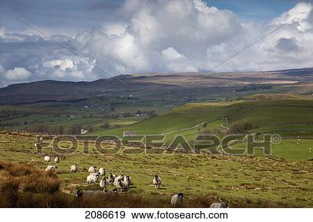 Stock Photo - Sheep grazing in a field with storm clouds approaching; swaledale england. Fotosearch