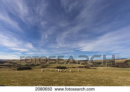 Sheep grazing in a wide open field; northumberland england View Large Photo Image Stock Image - Sheep grazing in a wide open field; northumberland england. Fotosearch