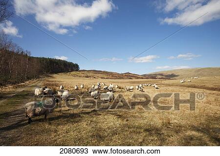 Stock Image - Sheep grazing in a wide open field; northumberland england. Fotosearch