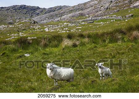 Sheep Grazing In Healy Pass; County Cork Ireland View Large Photo Image Stock Photography - Sheep Grazing In Healy Pass; County Cork Ireland. Fotosearch