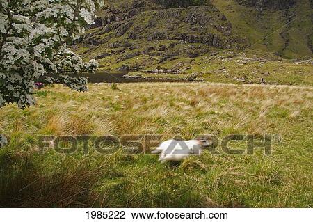 Stock Image - Sheep In The Gap Of Dunloe Outside Killarney; County Kerry Ireland. Fotosearch