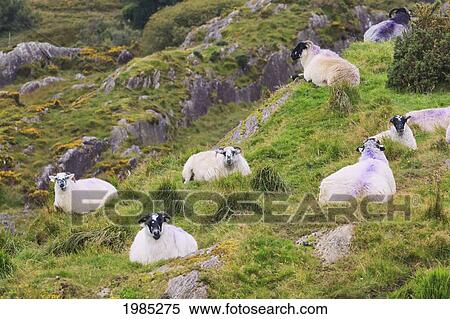 Sheep On Hillside Near Healy's Pass; County Kerry Republic Of Ireland View Large Photo Image Stock Photography - Sheep On Hillside Near Healy's Pass; County Kerry Republic Of Ireland. Fotosearch